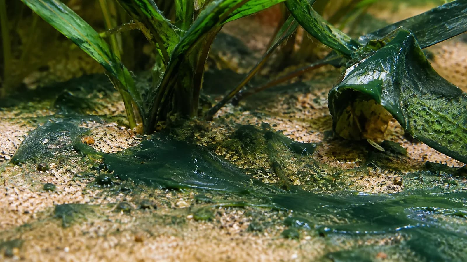 Blauwalg in het aquarium: zo kom je er vanaf