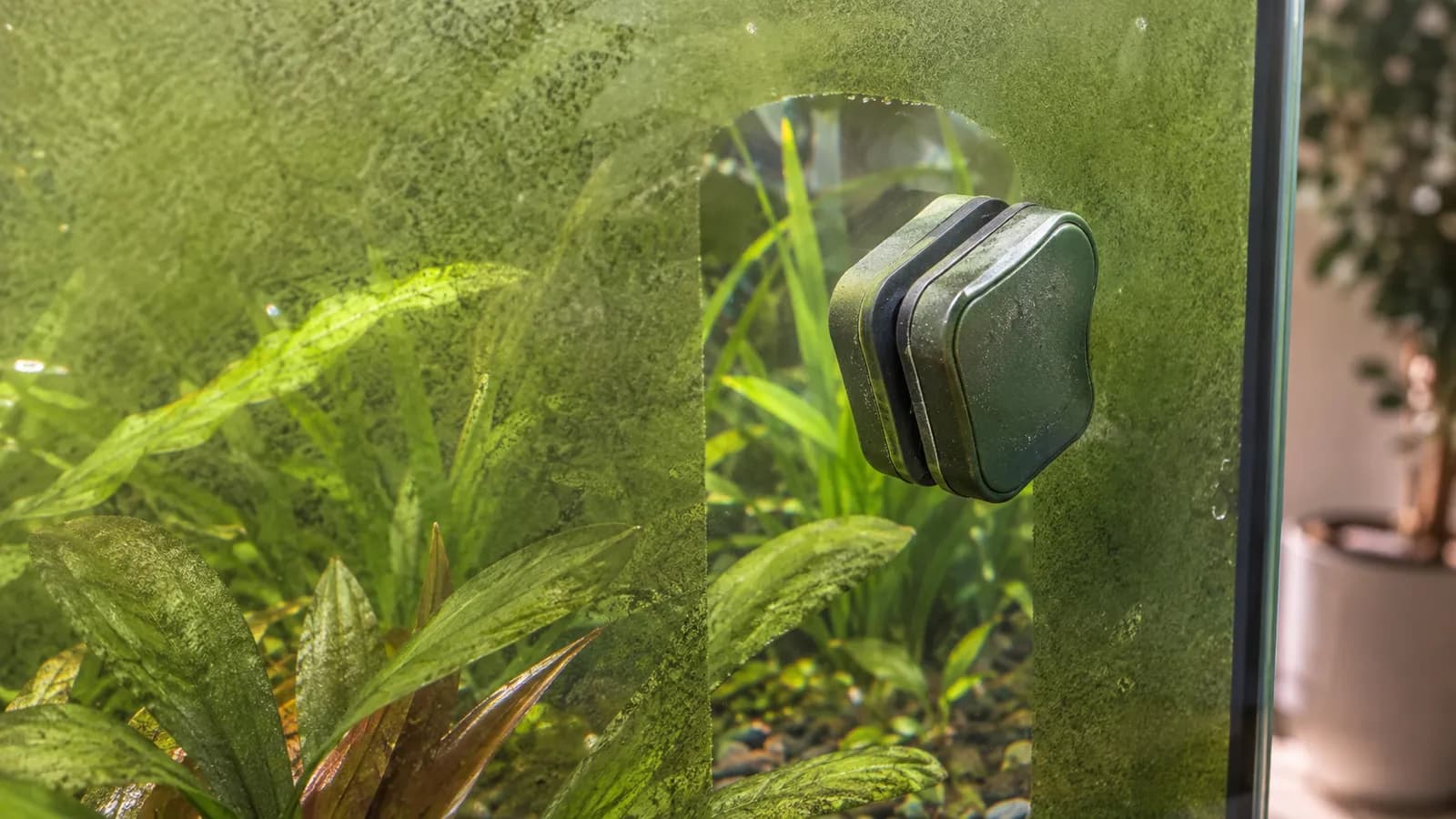 Groene algen in je aquarium bestrijden: oorzaken en wat echt werkt